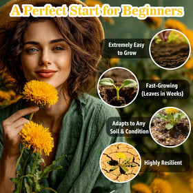 Fruivity Dandelion Seeds garden plot with abundant seeds