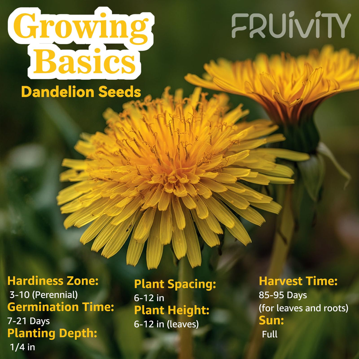 Fruivity Dandelion Seeds back view showing resealable packaging for freshness