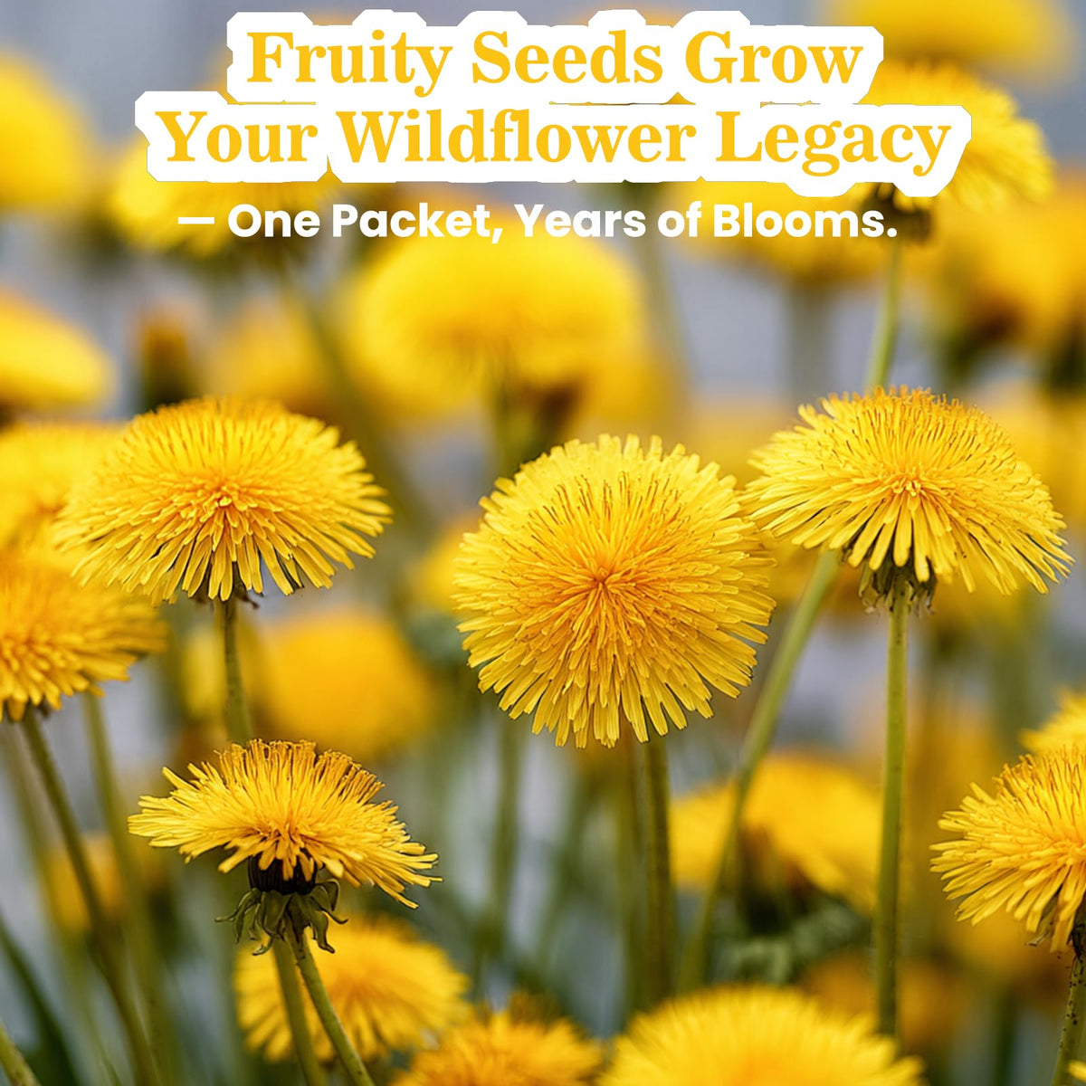 Fruivity Dandelion Seeds packaging with growing instructions card