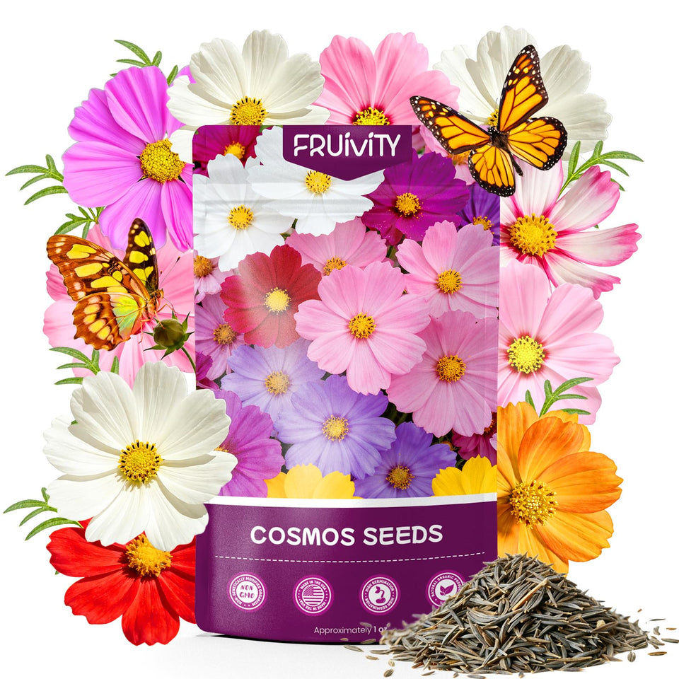 Fruivity Delphinium seeds in mixed colors ready for outdoor planting and borders.