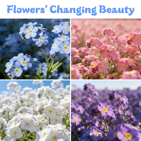 Fruivity Forget-Me-Not seeds blue pink white blooms for borders.