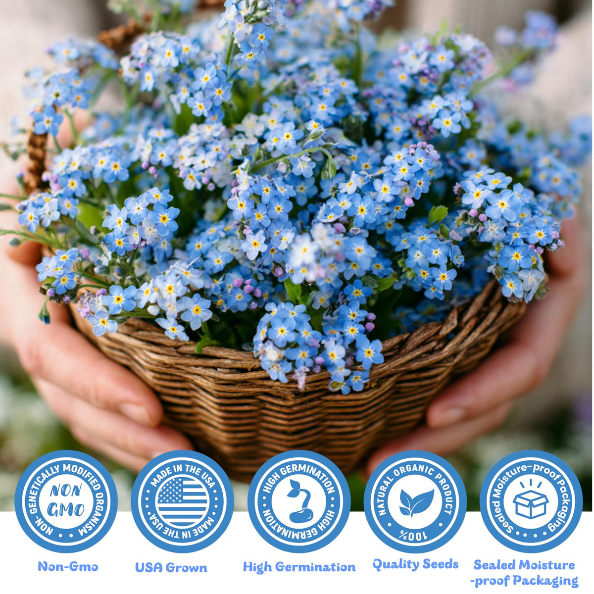 Fruivity Forget-Me-Not long-bloom period from spring to autumn for pollinator gardens.