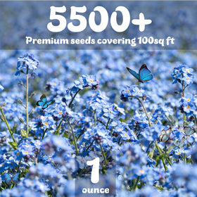 Fruivity Forget-Me-Not star-shaped blooms with yellow centers for garden accents.