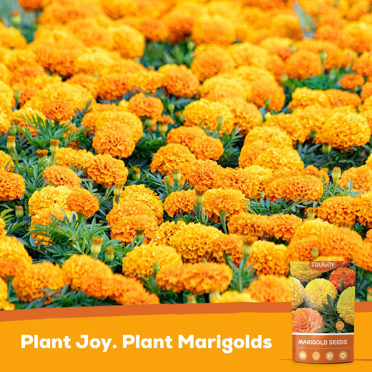 Fruivity French marigolds in garden bloom scene highlights pollinator-friendly color.