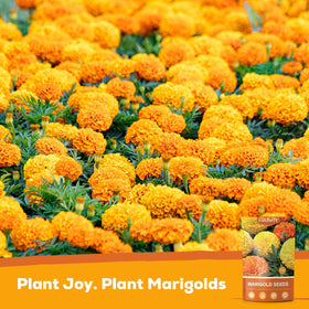 Fruivity French marigolds in garden bloom scene highlights pollinator-friendly color.
