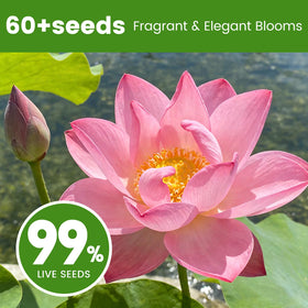 Fruivity lotus seeds ideal for beginners and fast-growing aquatic plants