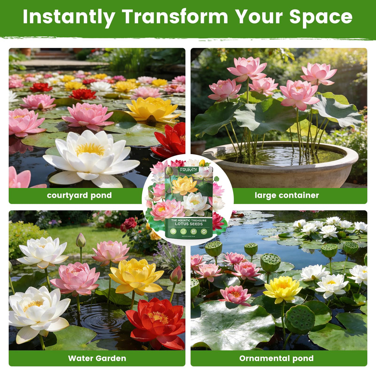 Fruivity lotus seeds suited for indoor pots or outdoor ponds, adaptable growing setup