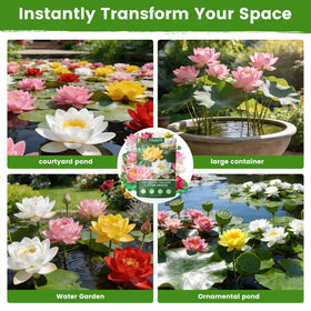Fruivity lotus seeds suited for indoor pots or outdoor ponds, adaptable growing setup