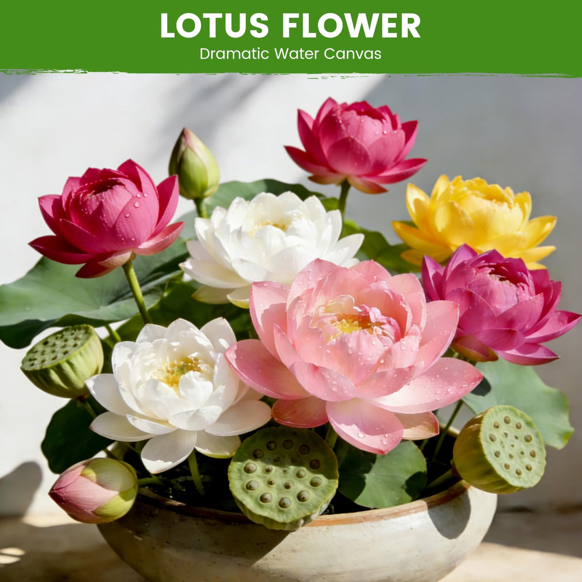Fruivity lotus seeds with mixed color blooms for a vibrant water garden