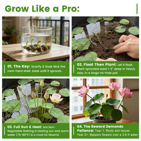 Fruivity packaging shows dried seed pods for decorative vase arrangements