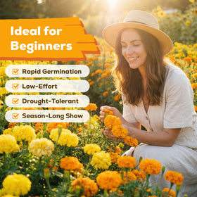 Fruivity Petite French Marigold seeds germination close-up shows quick, reliable sprouting.