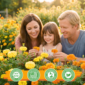 Fruivity Marigolds long-lasting cut flowers image demonstrates sturdy stems for bouquets.