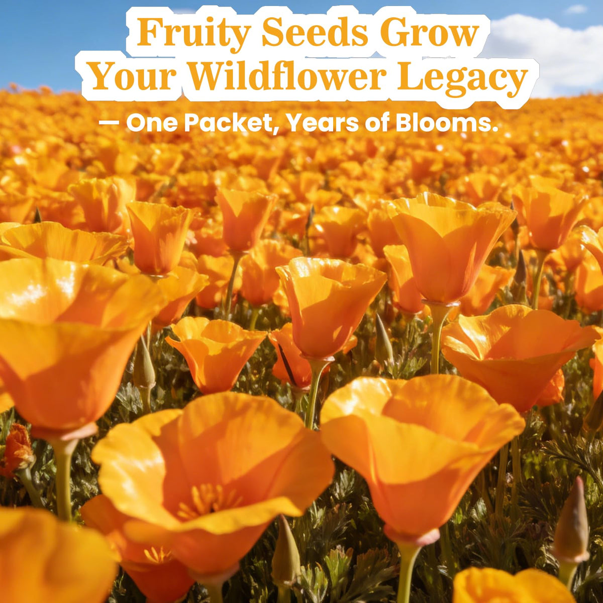 Fruivity meadow-border scene with golden-orange poppies