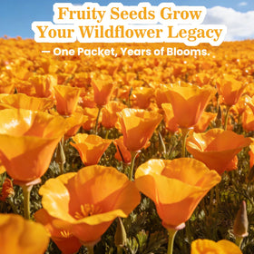 Fruivity meadow-border scene with golden-orange poppies
