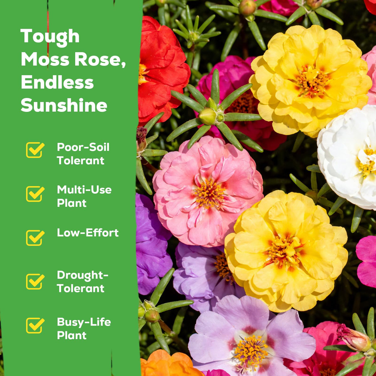 Fruivity Moss Rose seeds showcase drought-tolerant blooms for hot summers.