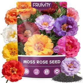 Fruivity Moss Rose seeds bloom in the garden, adding low-maintenance color.