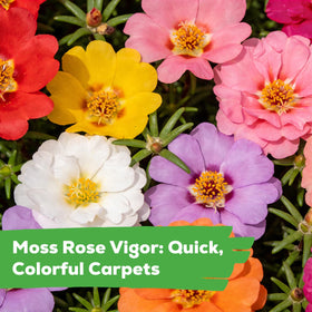 Fruivity Moss Rose attracts butterflies and bees, supporting pollinator-friendly gardens.
