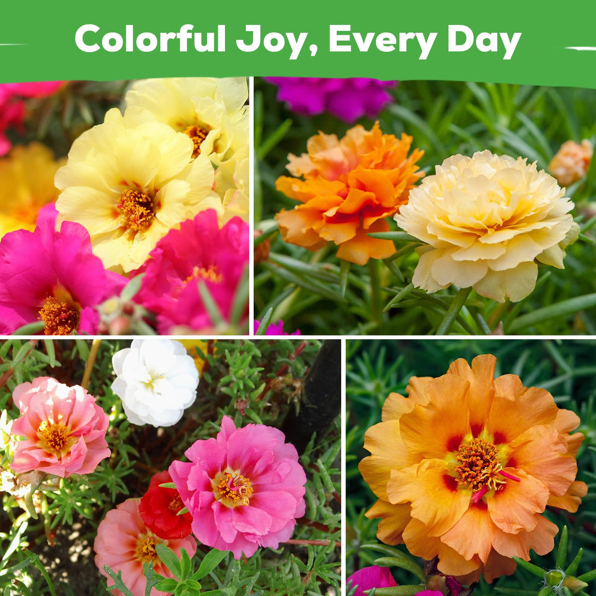 Fruivity Moss Rose seeds germinate quickly, filling gaps with vibrant blooms.