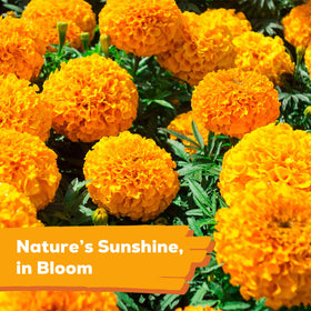Fruivity French marigolds attract pollinators, boosting garden health in pollinator-friendly scene.