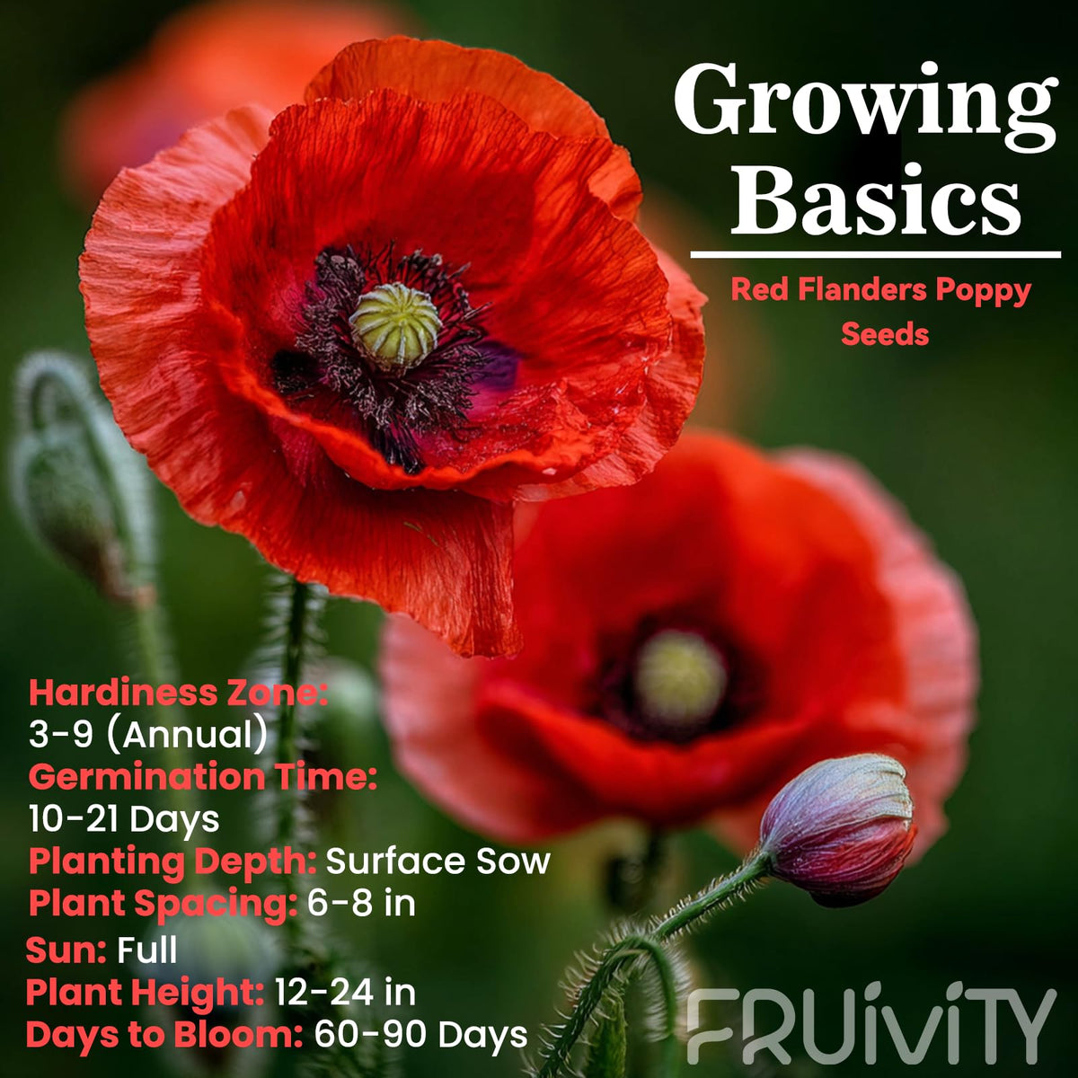 Fruivity 10,000+ red poppy seeds close-up, quality and abundance.