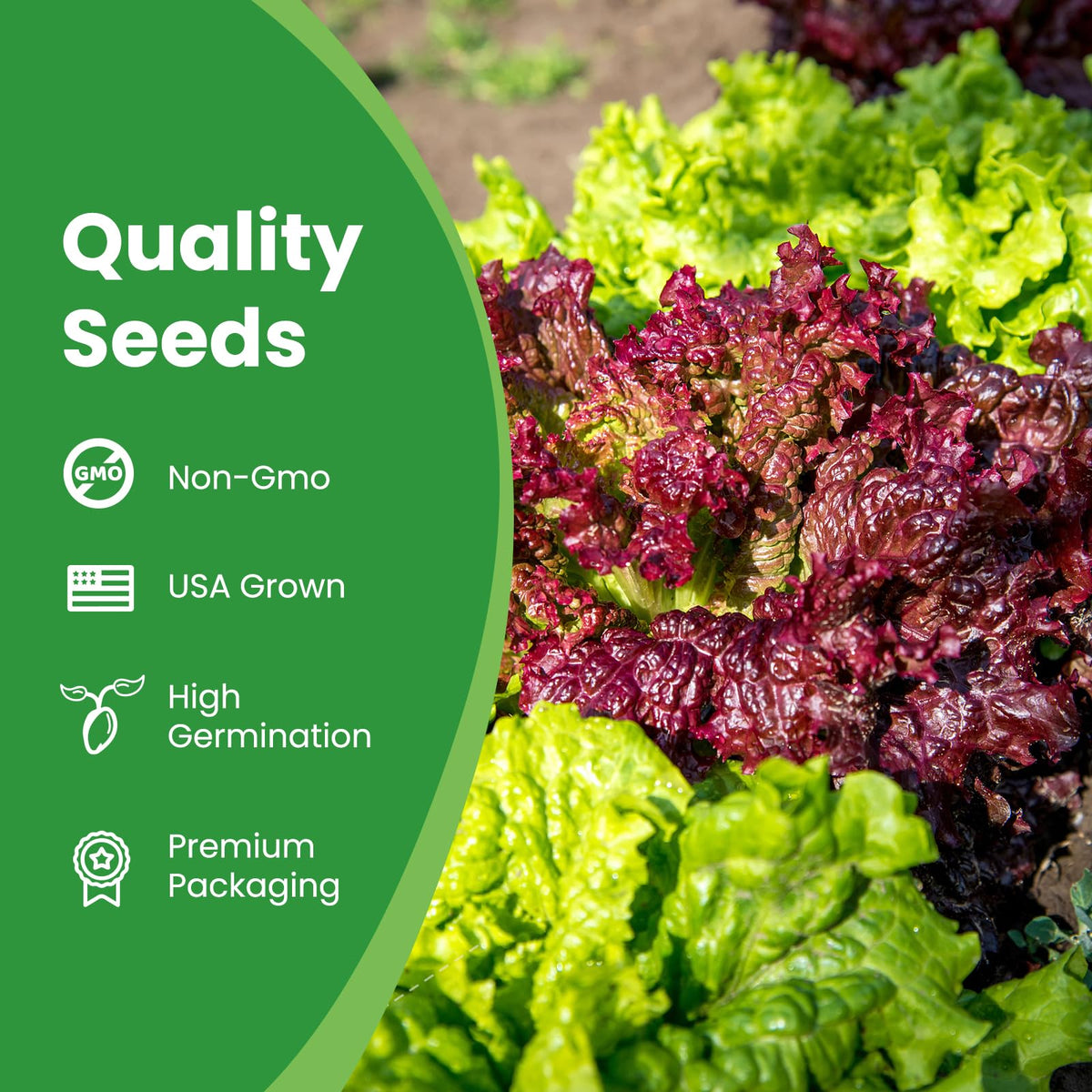 Fruivity romaine, iceberg, bibb seeds displaying versatile salad bases