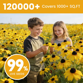 Fruivity Rudbeckia hirta meadow blooms attracting pollinators and brightening meadows.