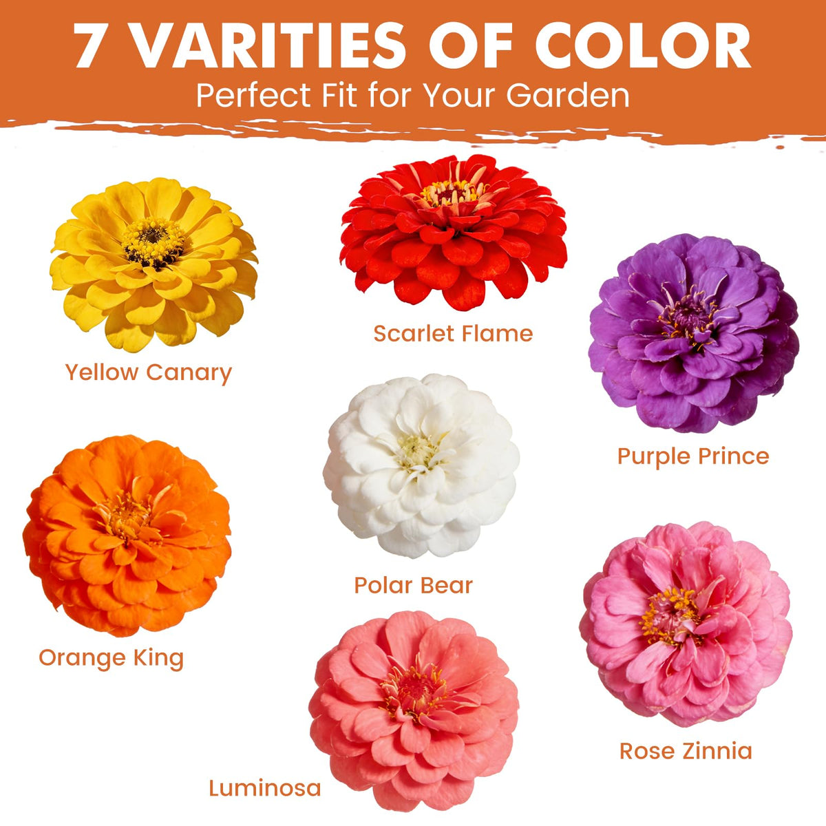 Fruivity Zinnia seeds bloom in 60–75 days for bright garden color.