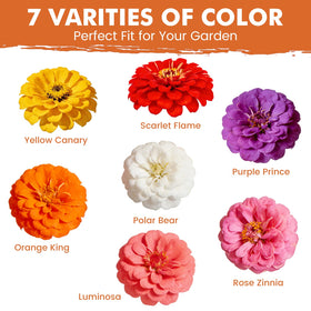 Fruivity Zinnia seeds bloom in 60–75 days for bright garden color.