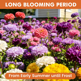 Fruivity Zinnia seeds shown as drought-tolerant plants thriving in sun.