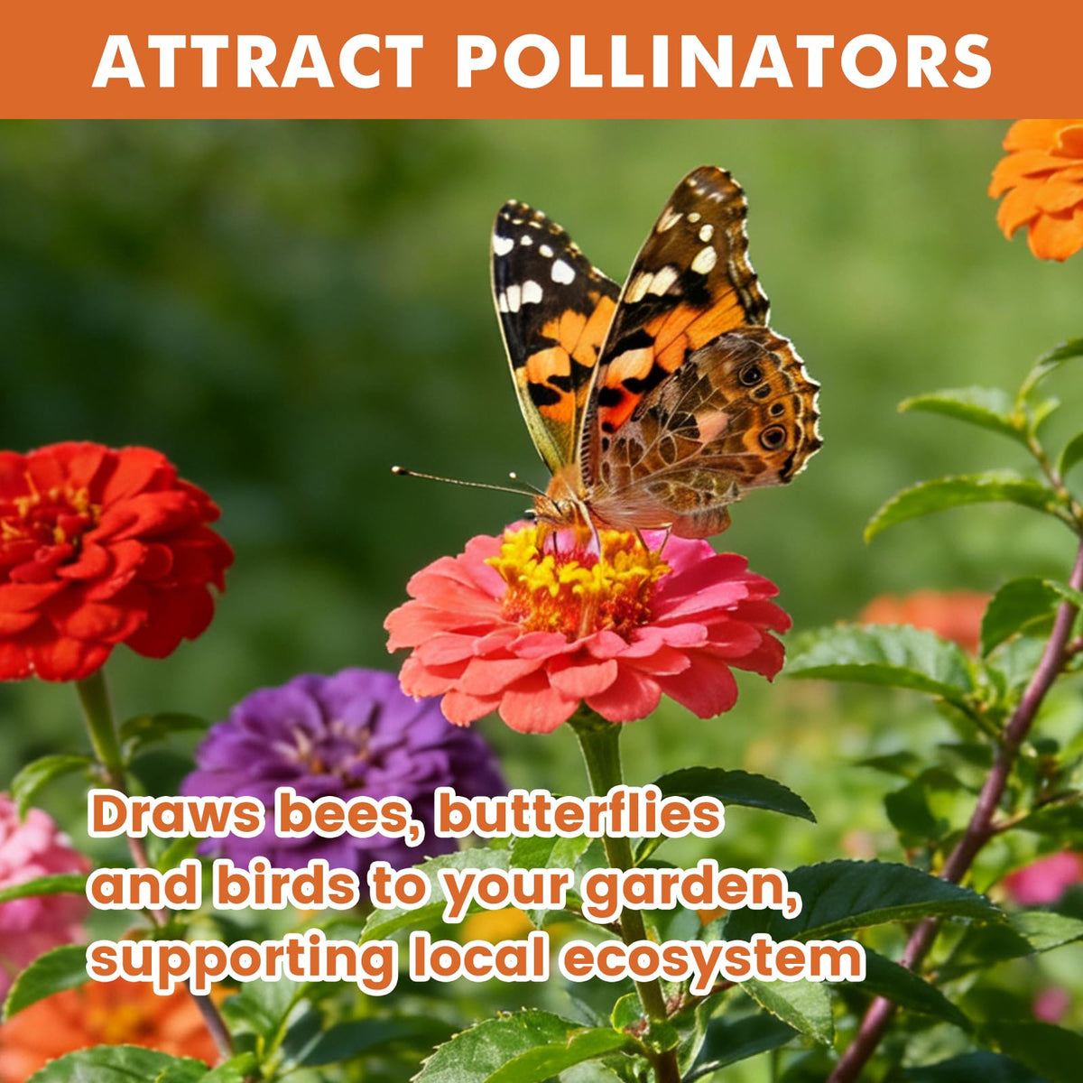 Fruivity Zinnia blooms attracting bees and butterflies in a pollinator border.