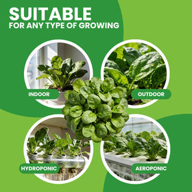 Germination in 7–14 days with Fruivity Bloomsdale seeds supports quick crop start.