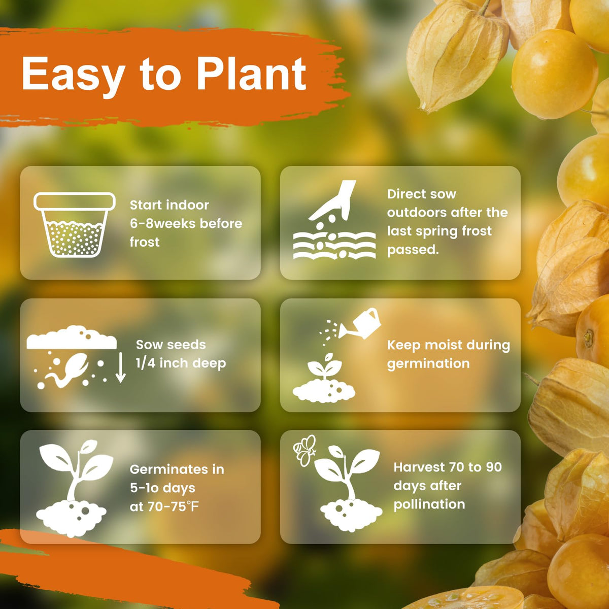 Fruivity easy-care plants for borders and container gardening.