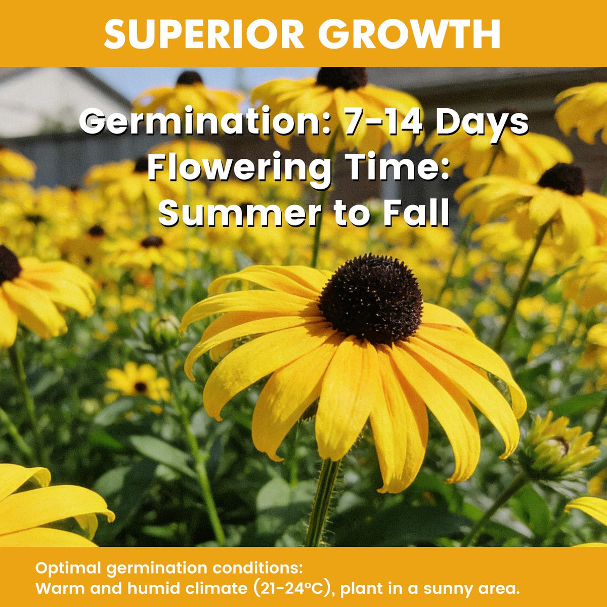 Fruivity Black-Eyed Susan seeds for containers creating bright blooms.