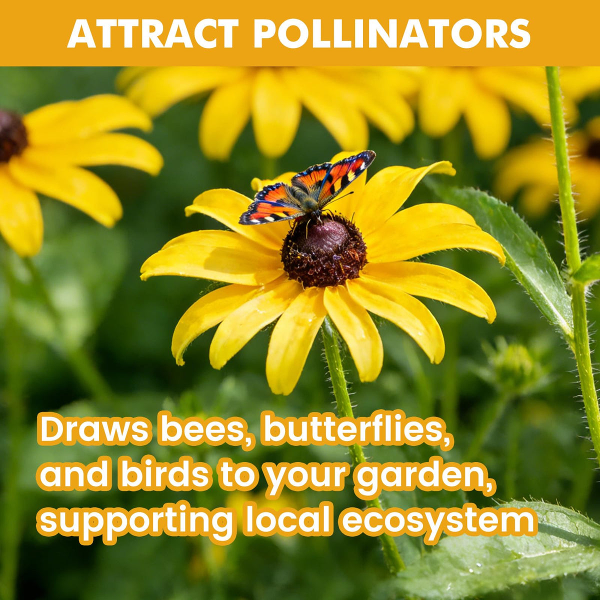 Fruivity Black-Eyed Susan seeds suited for drought-tolerant, low-water landscapes.