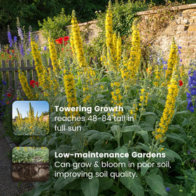Fruivity mullein blooms attract bees and butterflies for pollinator display