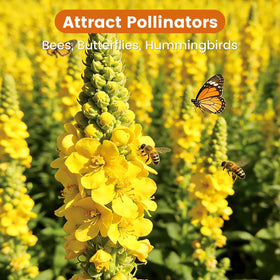 Fruivity mullein yellow blooms in a garden bed invite pollinators