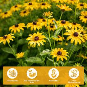 Fruivity Black-Eyed Susan blooms from spring to summer for vibrant color.