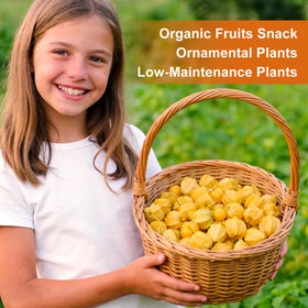 Fruivity golden fruits ripening with tropical flavors for fresh eating.