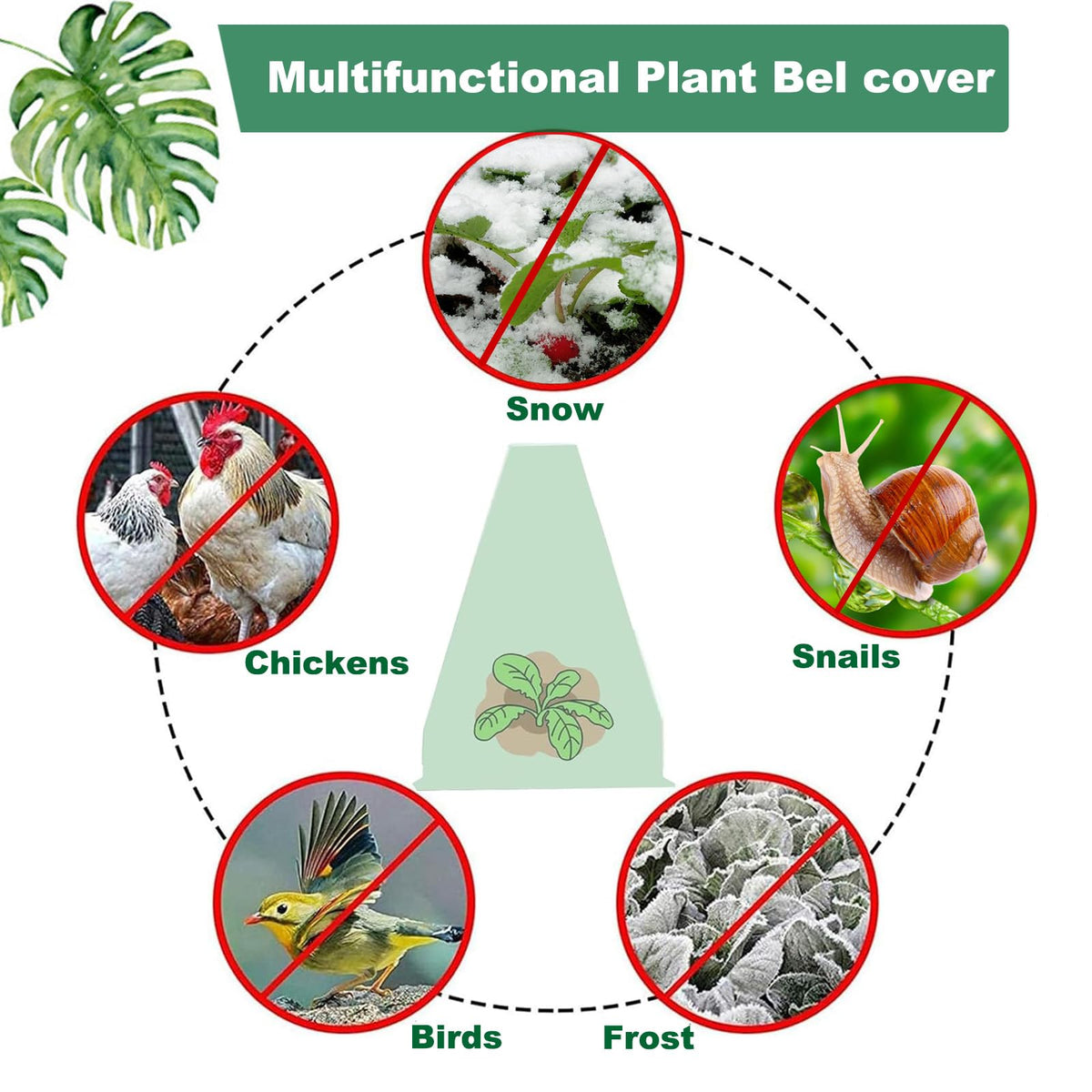 Fshow snail and bird barrier cloche guards crops in garden