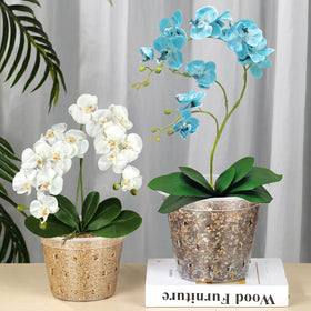 FUIJOL orchid pots near-transparent wall highlights ventilation