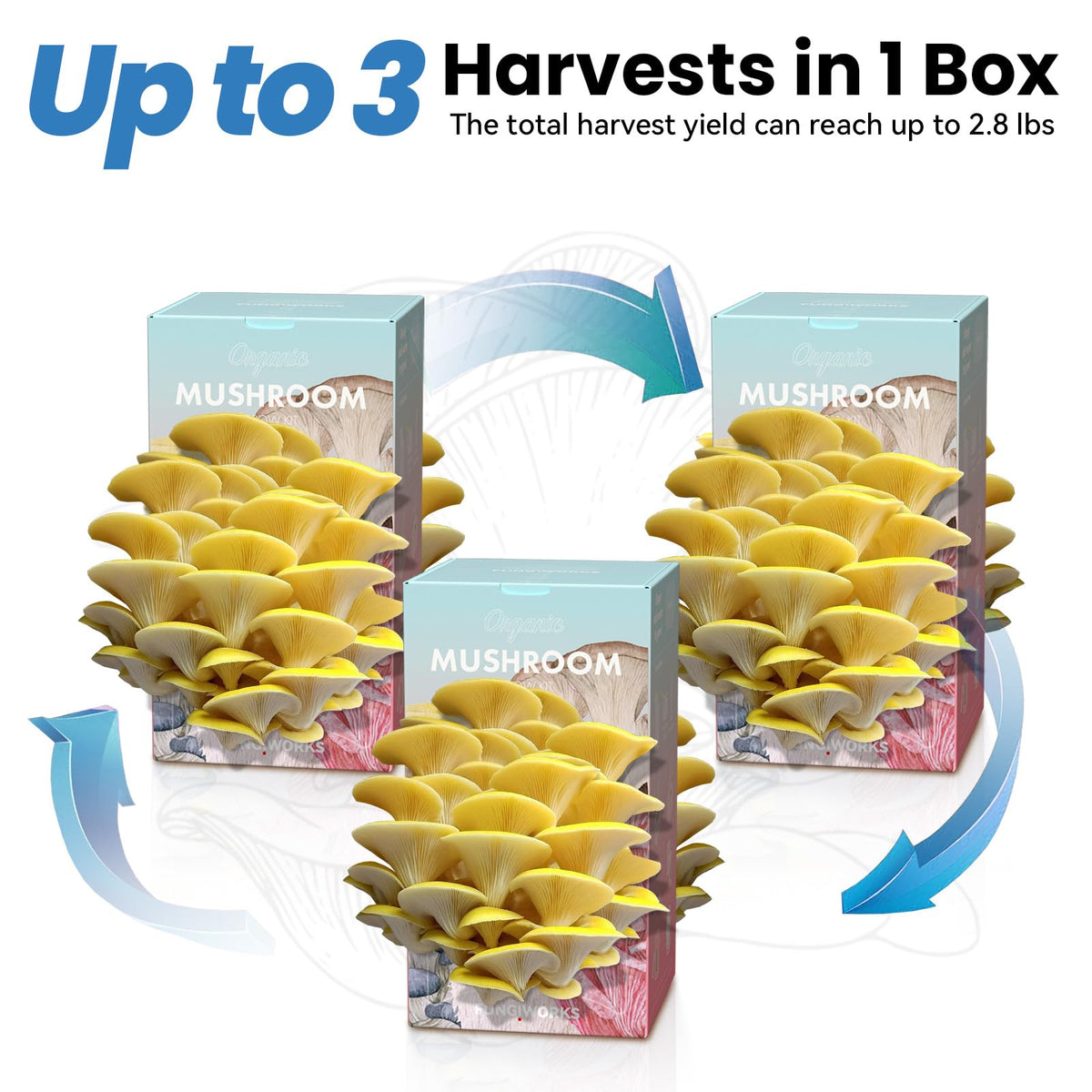Fungiworks Gift-ready packaging, perfect for gardeners and food lovers