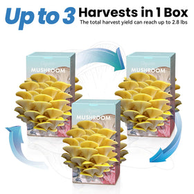 Fungiworks Gift-ready packaging, perfect for gardeners and food lovers