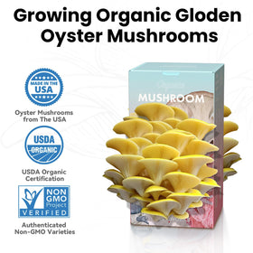 Fungiworks Golden Oyster Kit dual-sided openings enable higher yield at home