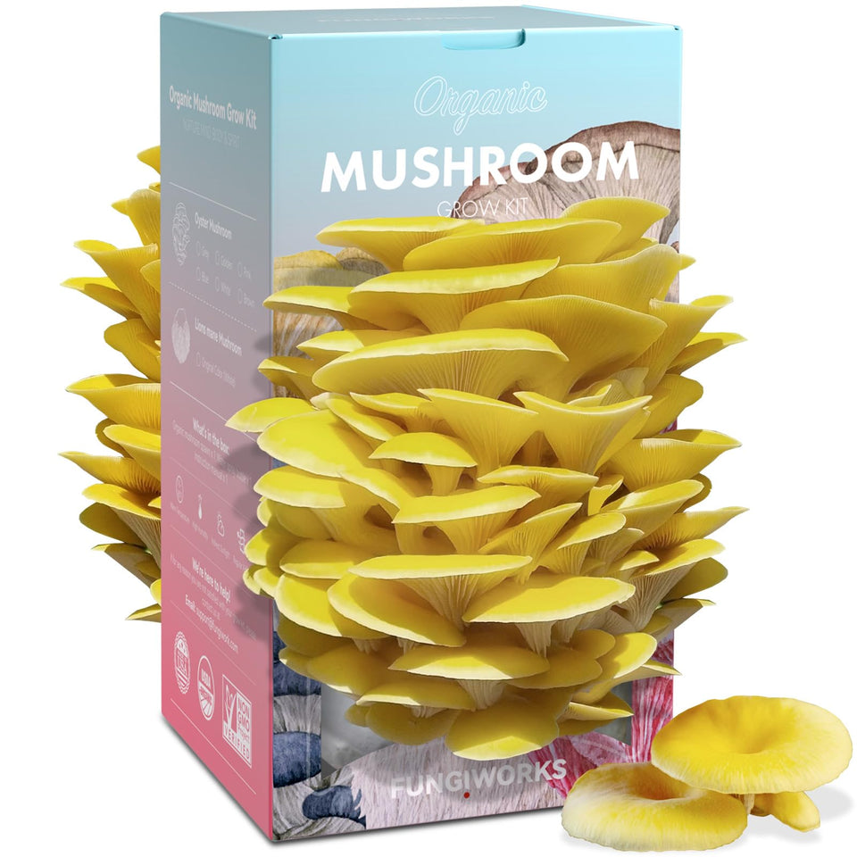 Fungiworks Golden Oyster Mushroom Kit front view, ideal for indoor gourmet mushroom growing