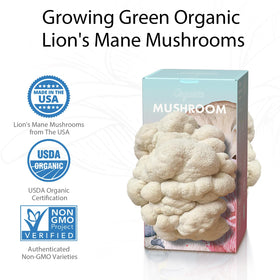 Fungiworks Lions Mane growth close-up highlights mycelium spread and potential harvest