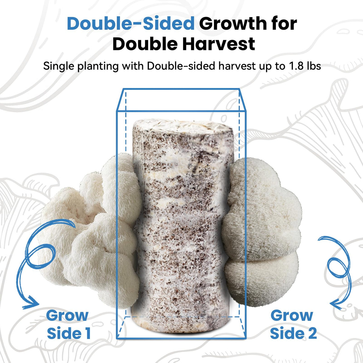 Fungiworks Lions Mane harvest basket shows tasty, ready-to-cut mushrooms