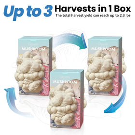 Fungiworks Lions Mane instruction card highlights quick setup steps