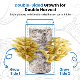 Fungiworks Organic yellow oyster mushrooms growing inside the kit for home harvest