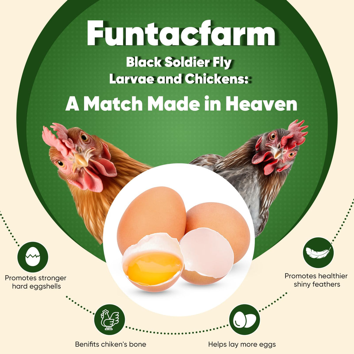 Chickens enjoy Funtacfarm BSF larvae as a tasty, protein-rich treat.