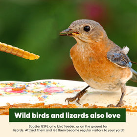Chicks enjoying Funtacfarm BSFL, a flavorful protein-rich treat